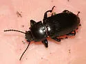 Centronopus calcaratus