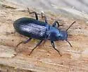 Centronopus calcaratus - photo 2