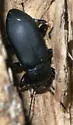 Centronopus opacus - photo 2