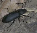 Centronopus opacus - photo 4
