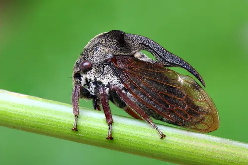 Centrotus cornutus