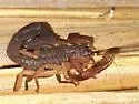 Florida Bark Scorpion