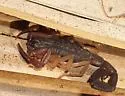 Florida Bark Scorpion - photo 2