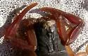 Florida Bark Scorpion - photo 3
