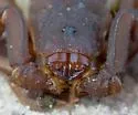 Florida Bark Scorpion - photo 4