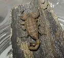 Centruroides guanensis