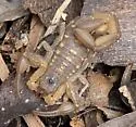 Centruroides guanensis - photo 2
