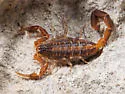 Centruroides guanensis - photo 3