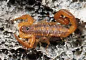Centruroides guanensis - photo 4
