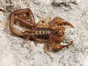 Centruroides guanensis - photo 5