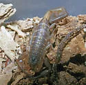 Hentz Striped Scorpion
