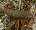 Hentz Striped Scorpion - photo 3