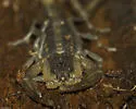 Hentz Striped Scorpion - photo 4