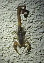 Hentz Striped Scorpion - photo 5