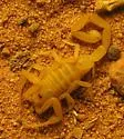 Arizona Bark Scorpion