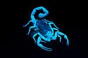 Arizona Bark Scorpion - photo 2