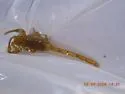 Arizona Bark Scorpion - photo 3