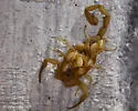 Arizona Bark Scorpion - photo 4