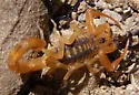 Arizona Bark Scorpion - photo 5