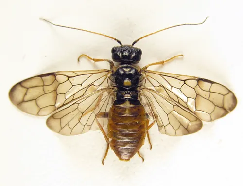 Cephalcia abietis