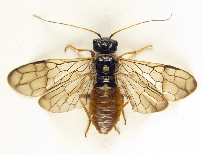 Cephalcia abietis - photo 2