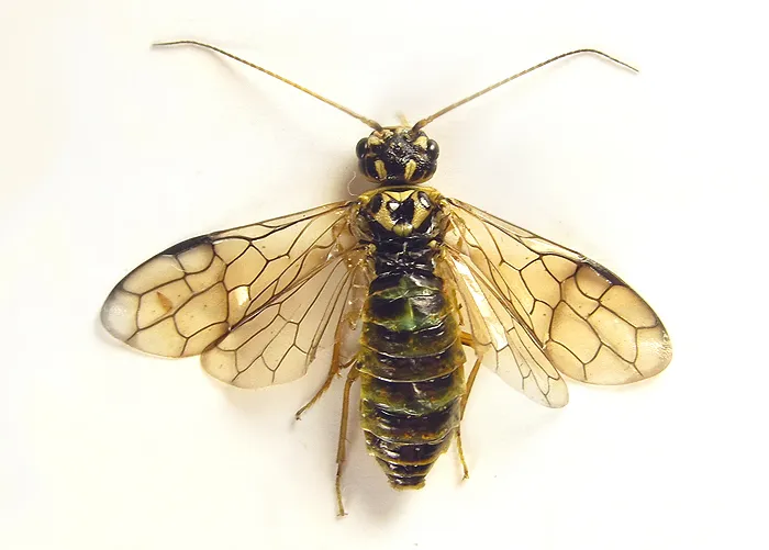 Cephalcia arvensis
