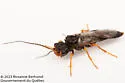 Spruce Webspinning Sawfly