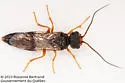 Spruce Webspinning Sawfly - photo 2