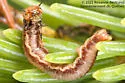 Spruce Webspinning Sawfly - photo 3
