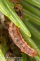 Spruce Webspinning Sawfly - photo 4