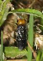 Cephalcia frontalis