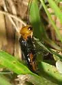 Cephalcia frontalis - photo 2