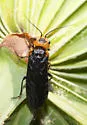 Cephalcia frontalis - photo 3