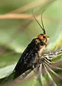 Cephalcia frontalis - photo 4