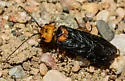Cephalcia fulviceps