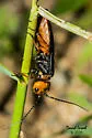 Cephalcia fulviceps - photo 2