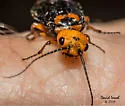 Cephalcia fulviceps - photo 3