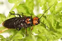 Cephalcia fulviceps - photo 4