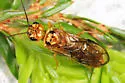 Cephalcia semidea - Cephalcia semidea