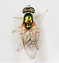 Cephalochrysa canadensis