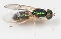 Cephalochrysa canadensis - photo 2