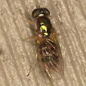 Cephalochrysa canadensis - photo 3
