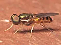 Cephalochrysa canadensis - photo 4