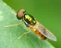 Cephalochrysa canadensis - photo 5