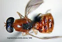 Cephalochrysa similis - Cephalochrysa similis