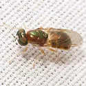 Cephalochrysa similis - photo 2