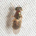 Cephalochrysa similis - photo 3