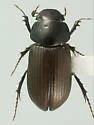 Cephalocyclus hogei