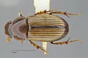 Cephalocyclus luteolus - photo 2
