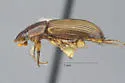 Cephalocyclus luteolus - photo 3